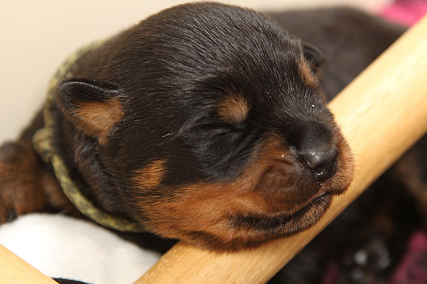 Z-nest week 2 pupfoto 2k