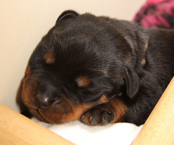 Z-nest week 2 pupfoto 2n