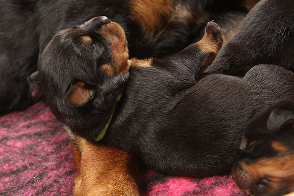 Z-nest week 2 pupfoto 2o