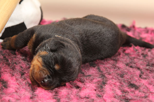 Z-nest week 2 pupfoto 2q