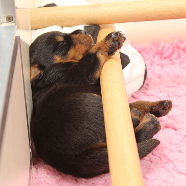 Z-nest week 2 pupfoto 2qq