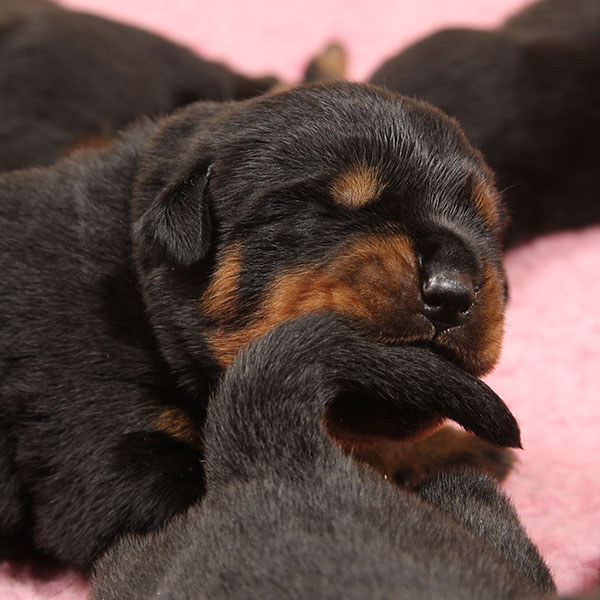 Z-nest week 2 pupfoto 2rr