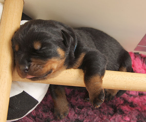 Z-nest week 2 pupfoto 2s