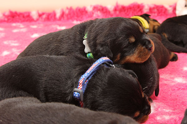 Z-nest week 2 pupfoto 2ss
