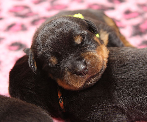 Z-nest week 2 pupfoto 2t