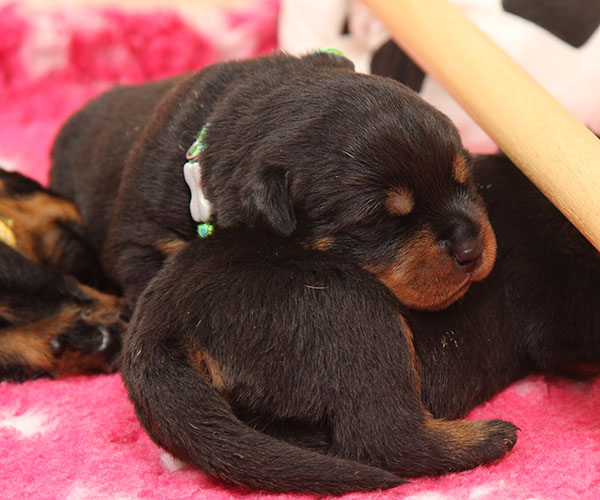 Z-nest week 2 pupfoto 2uu