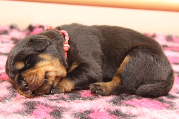 Z-nest week 2 pupfoto 2w
