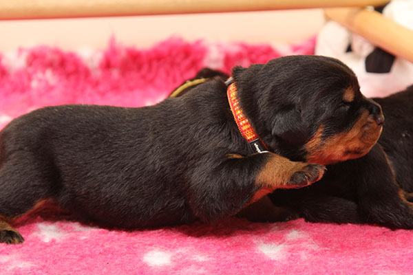 Z-nest week 2 pupfoto 2ww