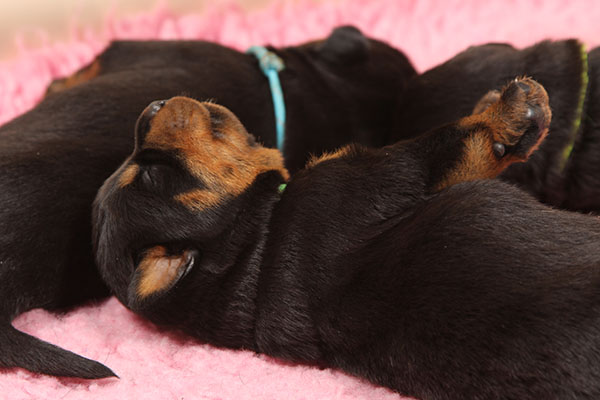 Z-nest week 2 pupfoto 2x
