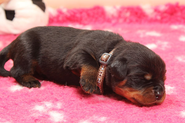 Z-nest week 2 pupfoto 2xx