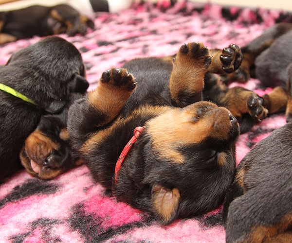 Z-nest week 2 pupfoto 2y