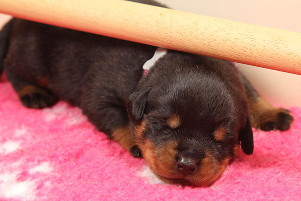 Z-nest week 2 pupfoto 2yy