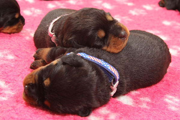 Z-nest week 2 pupfoto 2zz