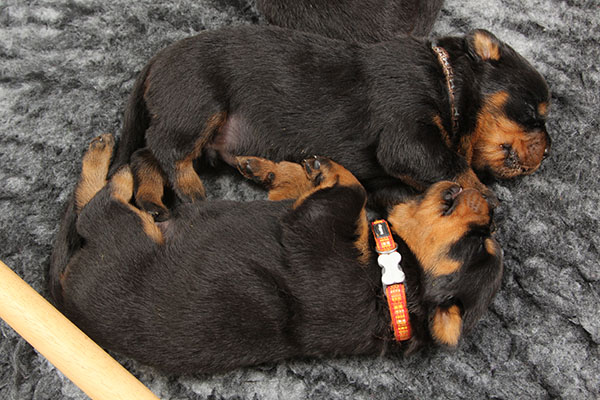 Z-nest week 3 pupfoto 3c