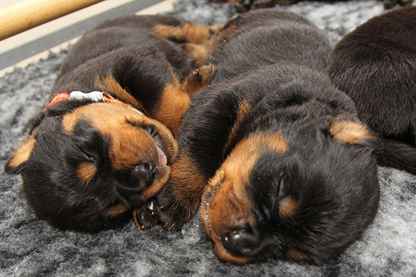 Z-nest week 3 pupfoto 3e