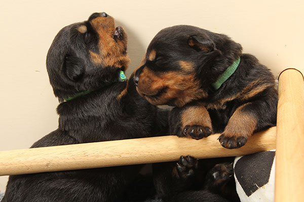 Z-nest week 3 pupfoto 3i