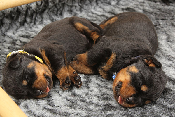Z-nest week 3 pupfoto 3j