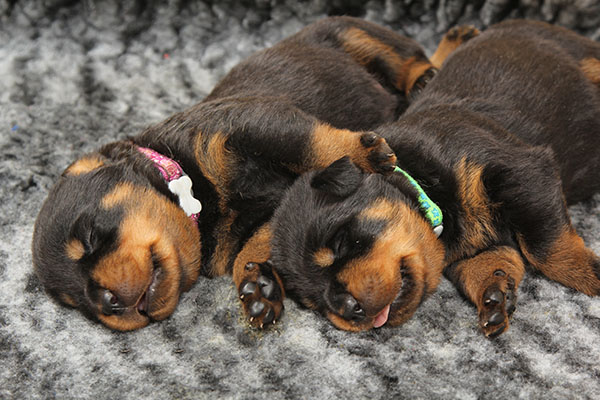 Z-nest week 3 pupfoto 3k