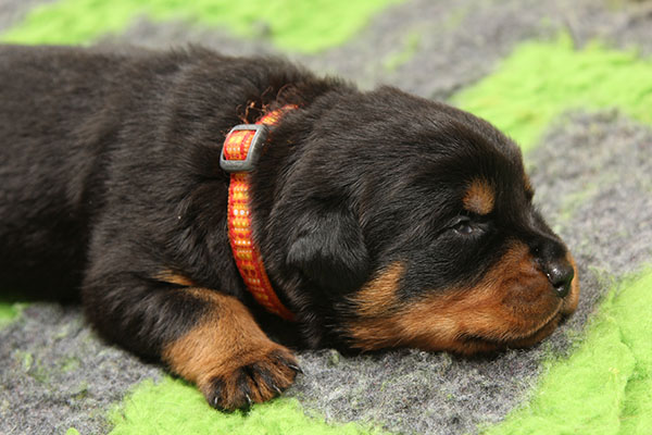 Z-nest week 3 pupfoto 3o
