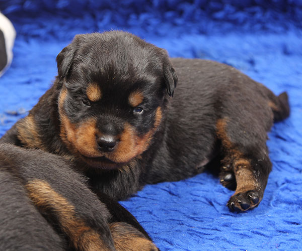 Z-nest week 3 pupfoto 3r