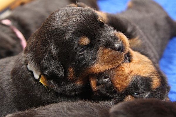 Z-nest week 3 pupfoto 3s