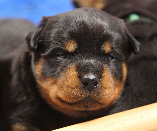 Z-nest week 3 pupfoto 3w
