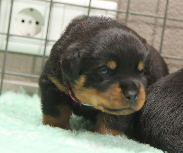 Z-nest week 3 pupfoto 3xx