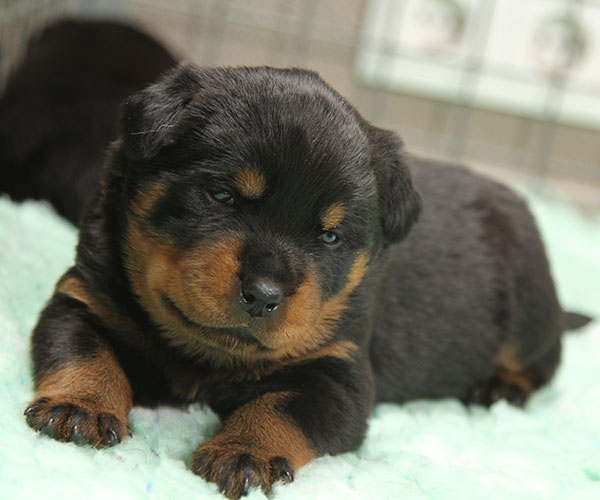 Z-nest week 3 pupfoto 3yy