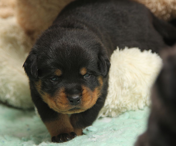 Z-nest week 3 pupfoto 3z