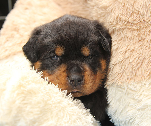 Z-nest week 4 pupfoto 4a