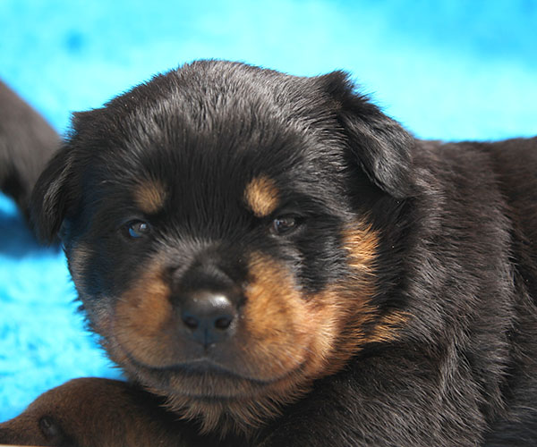 Z-nest week 4 pupfoto 4b