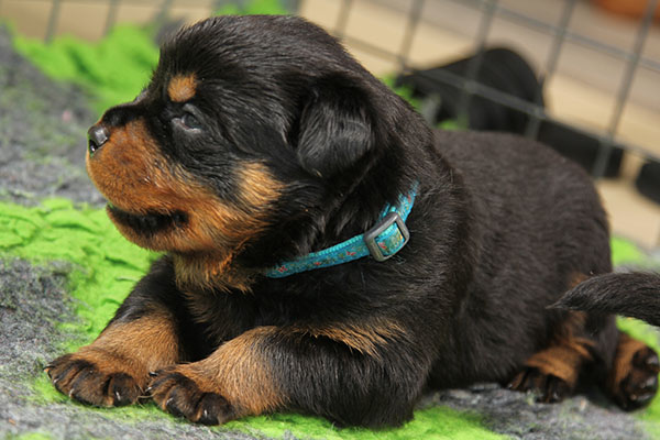Z-nest week 4 pupfoto 4c