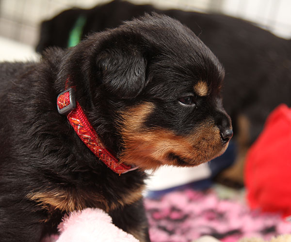Z-nest week 4 pupfoto 4hh