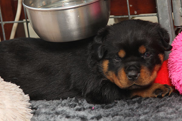 Z-nest week 4 pupfoto 4jj