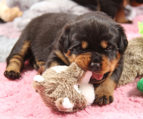 Z-nest week 4 pupfoto 4k
