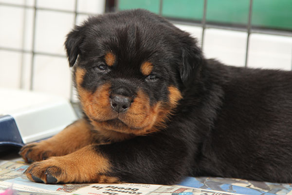 Z-nest week 4 pupfoto 4kk