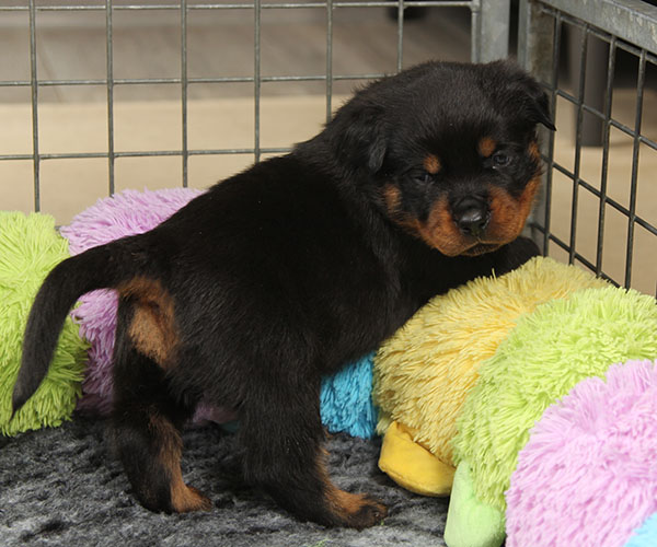 Z-nest week 4 pupfoto 4nn