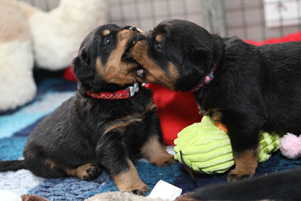 Z-nest week 4 pupfoto 4p