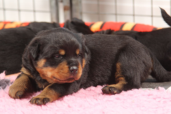 Z-nest week 4 pupfoto 4s