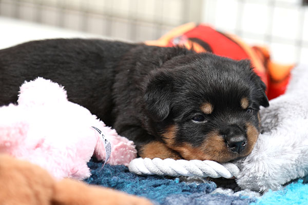 Z-nest week 4 pupfoto 4t