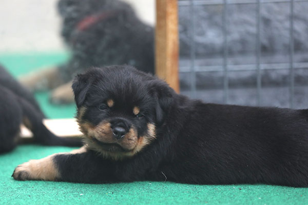 Z-nest week 5 pupfoto 5hh