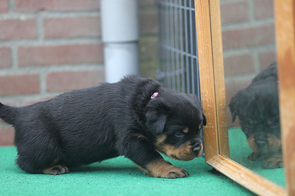 Z-nest week 5 pupfoto 5t