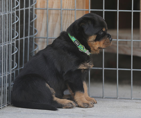 Z-nest week 6 pupfoto 6b