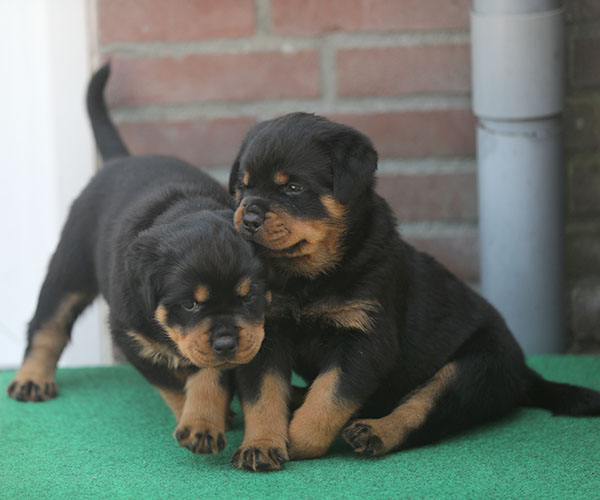 Z-nest week 6 pupfoto 6c