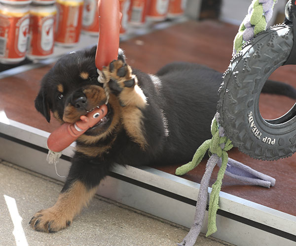 Z-nest week 6 pupfoto 6cc
