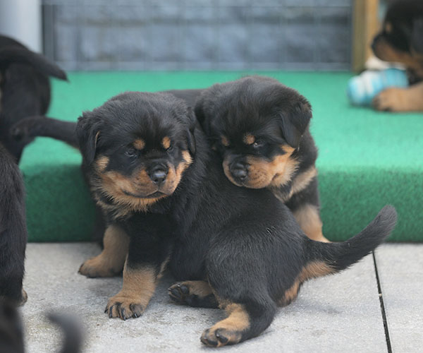 Z-nest week 6 pupfoto 6d