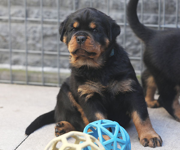 Z-nest week 6 pupfoto 6dd