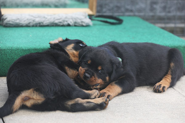 Z-nest week 6 pupfoto 6ee