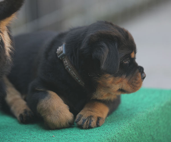 Z-nest week 6 pupfoto 6f