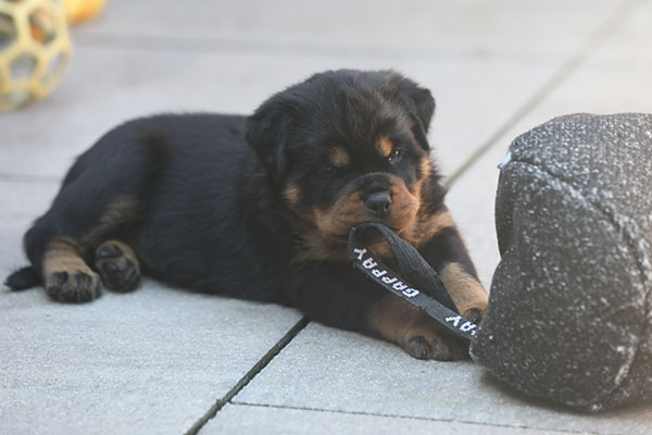 Z-nest week 6 pupfoto 6g